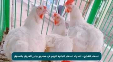 أسعار الفراخ.. تحديث أسعار البانيه اليوم في مطروح وأبرز الفروق بالسوق